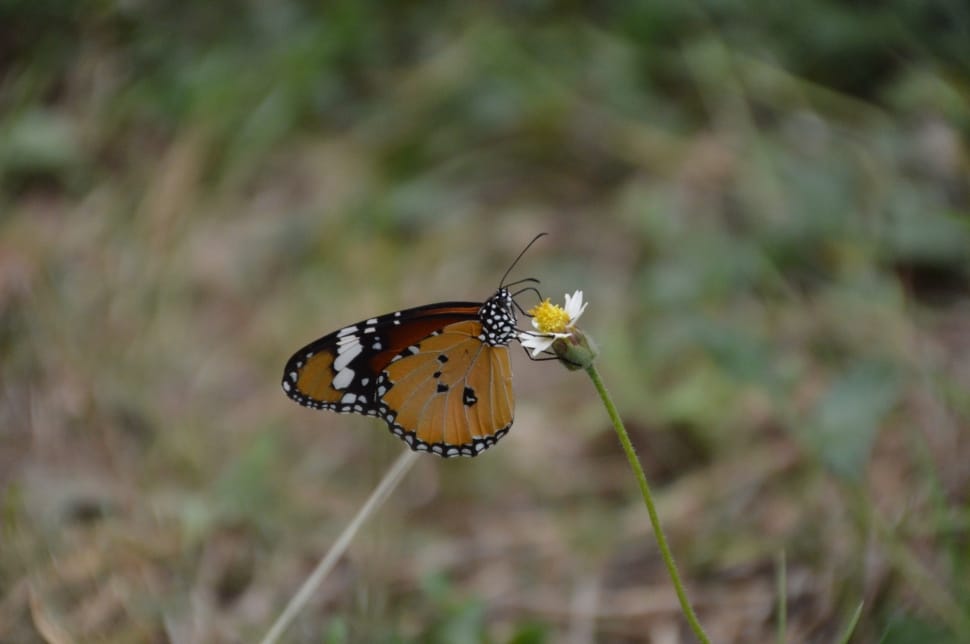 selective focus of butterfly on fower preview
