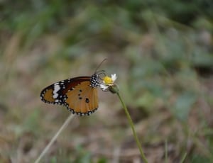 selective focus of butterfly on fower thumbnail