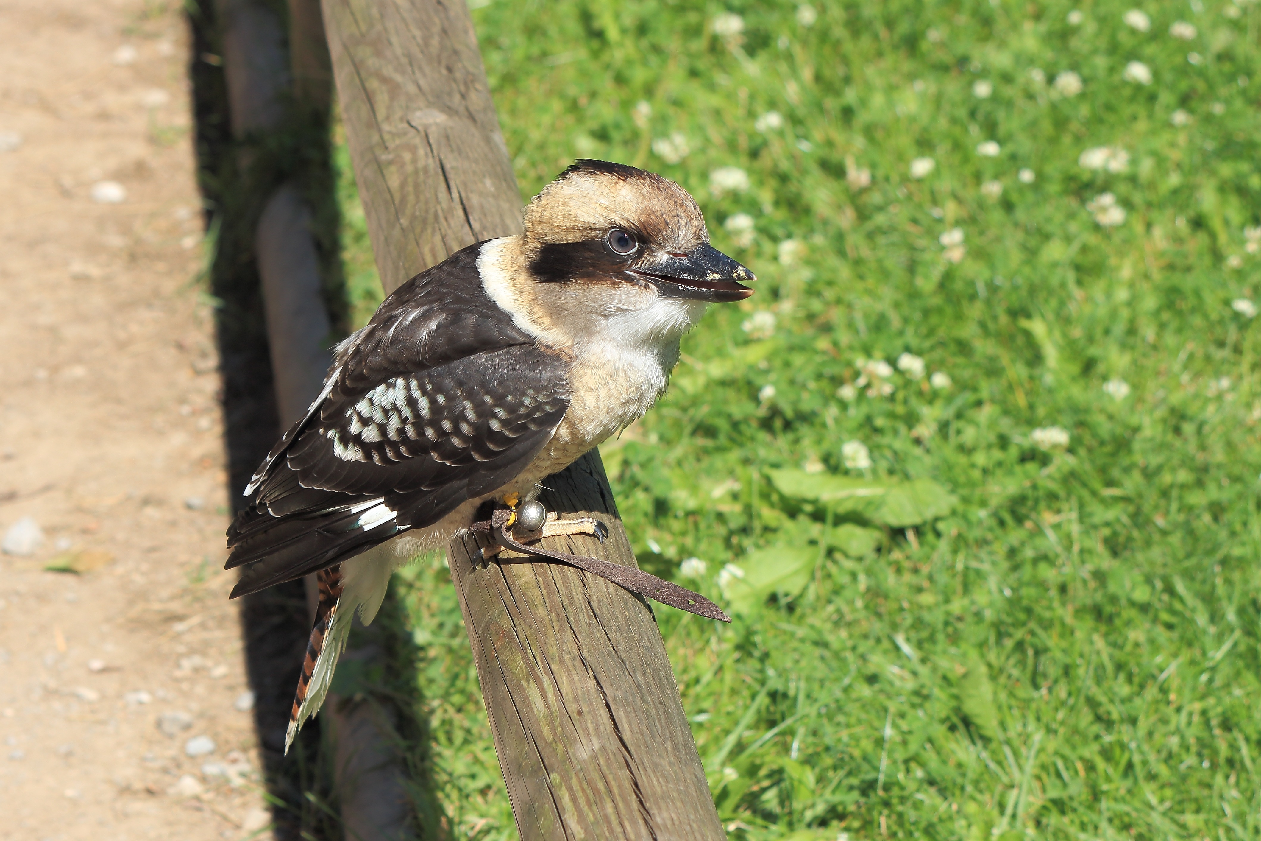 Kookaburra Flying Images – Browse 9,476 Stock Photos, Vectors, and Video |  Adobe Stock