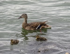 brown duck and 2 ducklings thumbnail