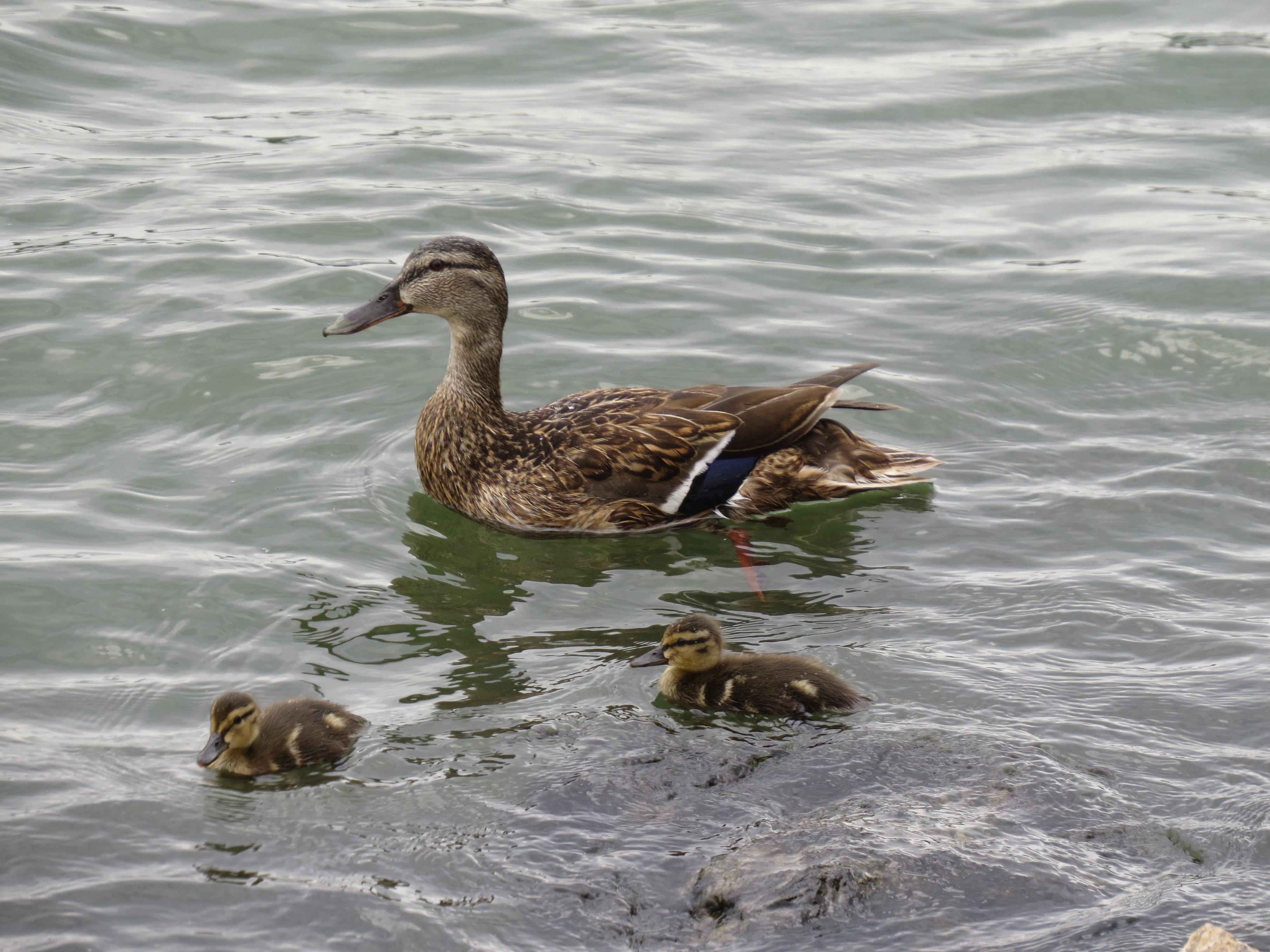 brown duck and 2 ducklings