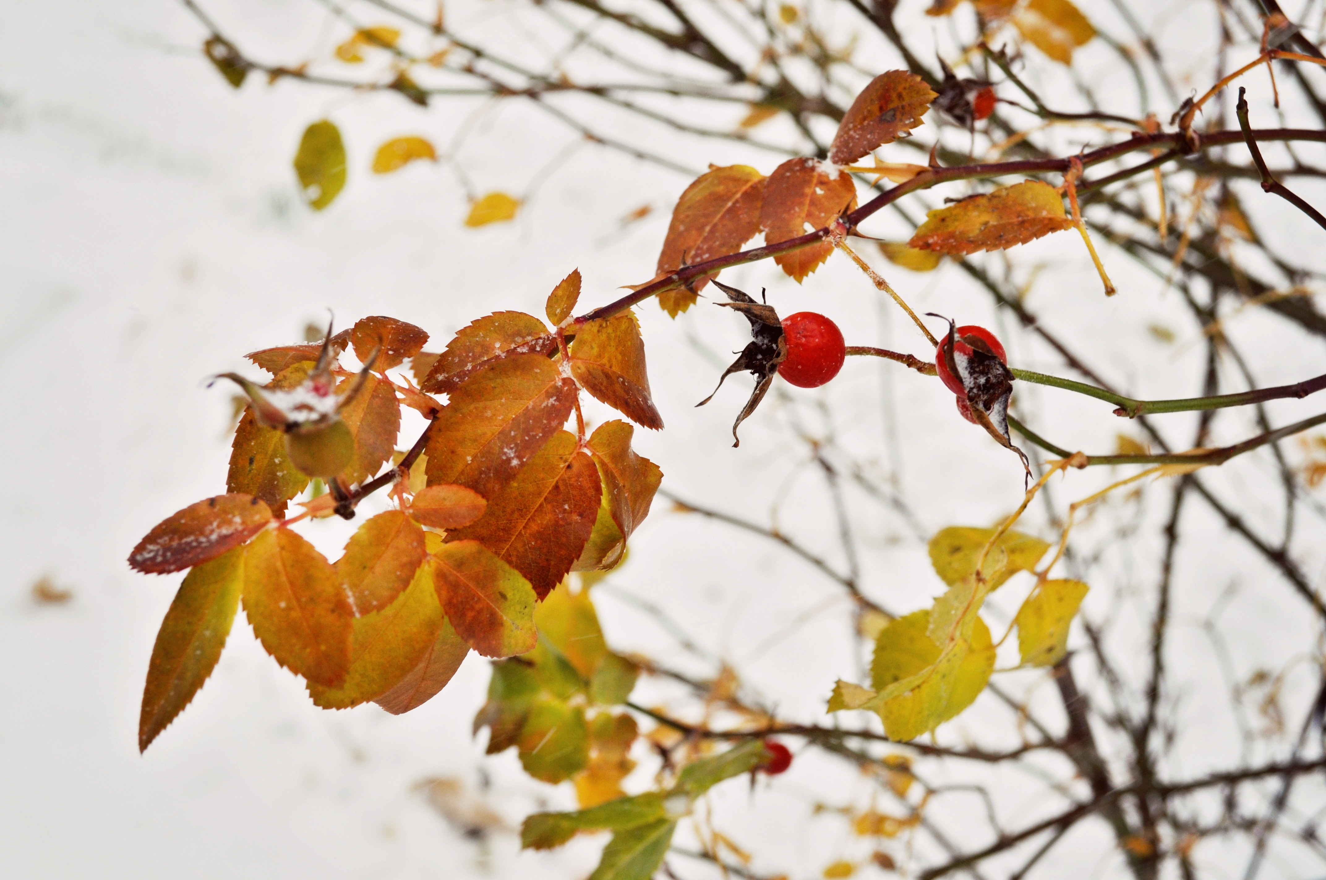 Хороша осень плодами. Шиповник осенью. Осенний шиповник. Листья шиповника осенью. Осенний шиповник куст.