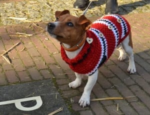 red white and blue crochet dog shirt thumbnail