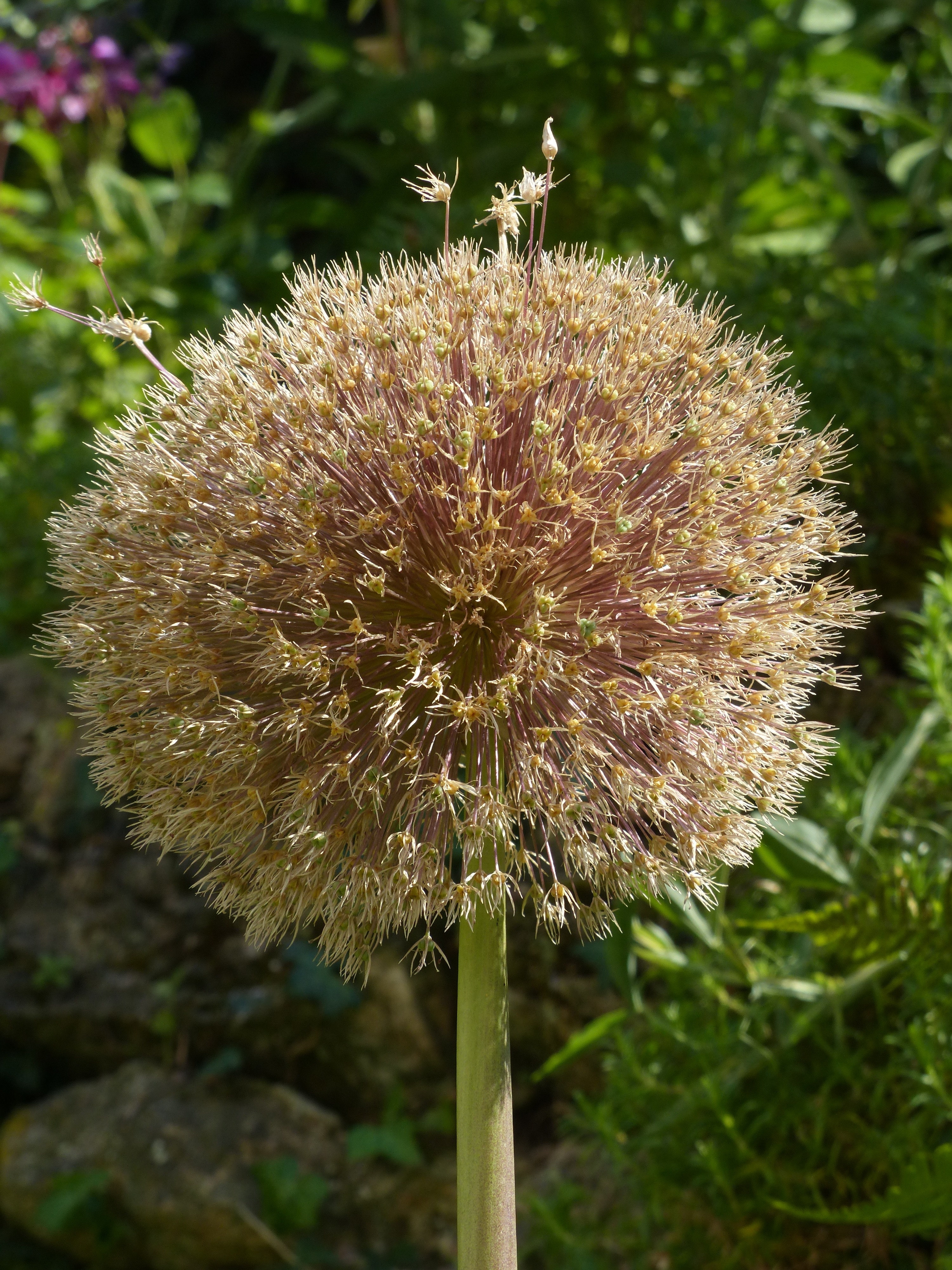 yellow and brown dandelion