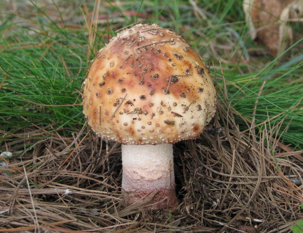 Wild Mushroom, Toadstool, Fungus, mushroom, fungus preview