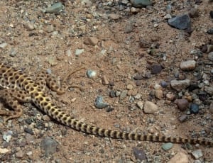 brown and yellow lizard thumbnail