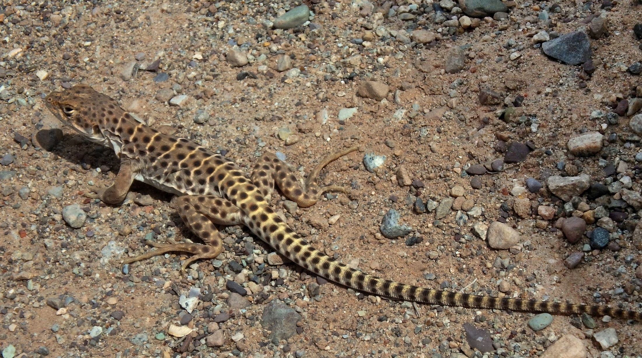 brown and yellow lizard