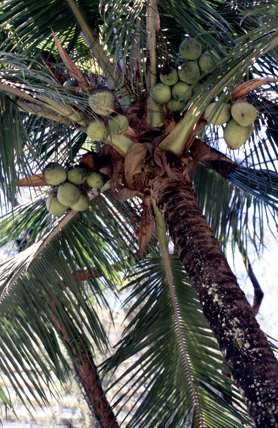 coconut palm tree preview
