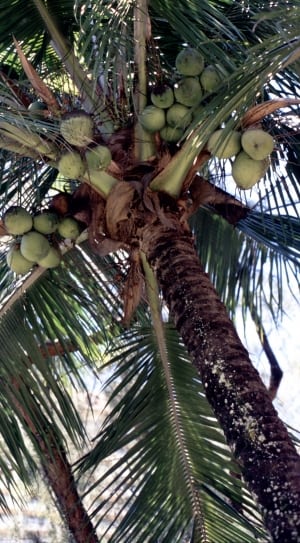 coconut palm tree thumbnail