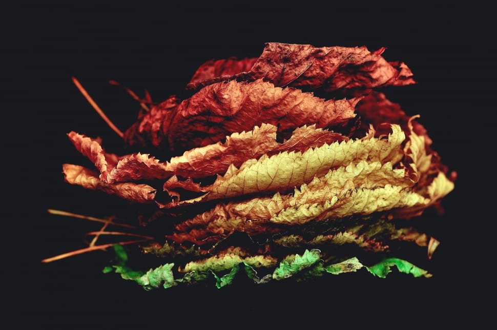 pile of red brown and green leaves preview