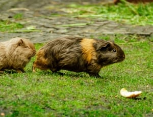 2 guinea pigs thumbnail