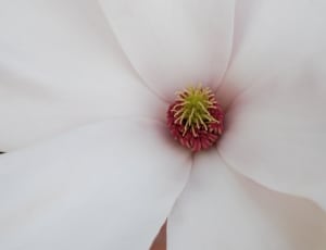 close up photo of white and red plant thumbnail