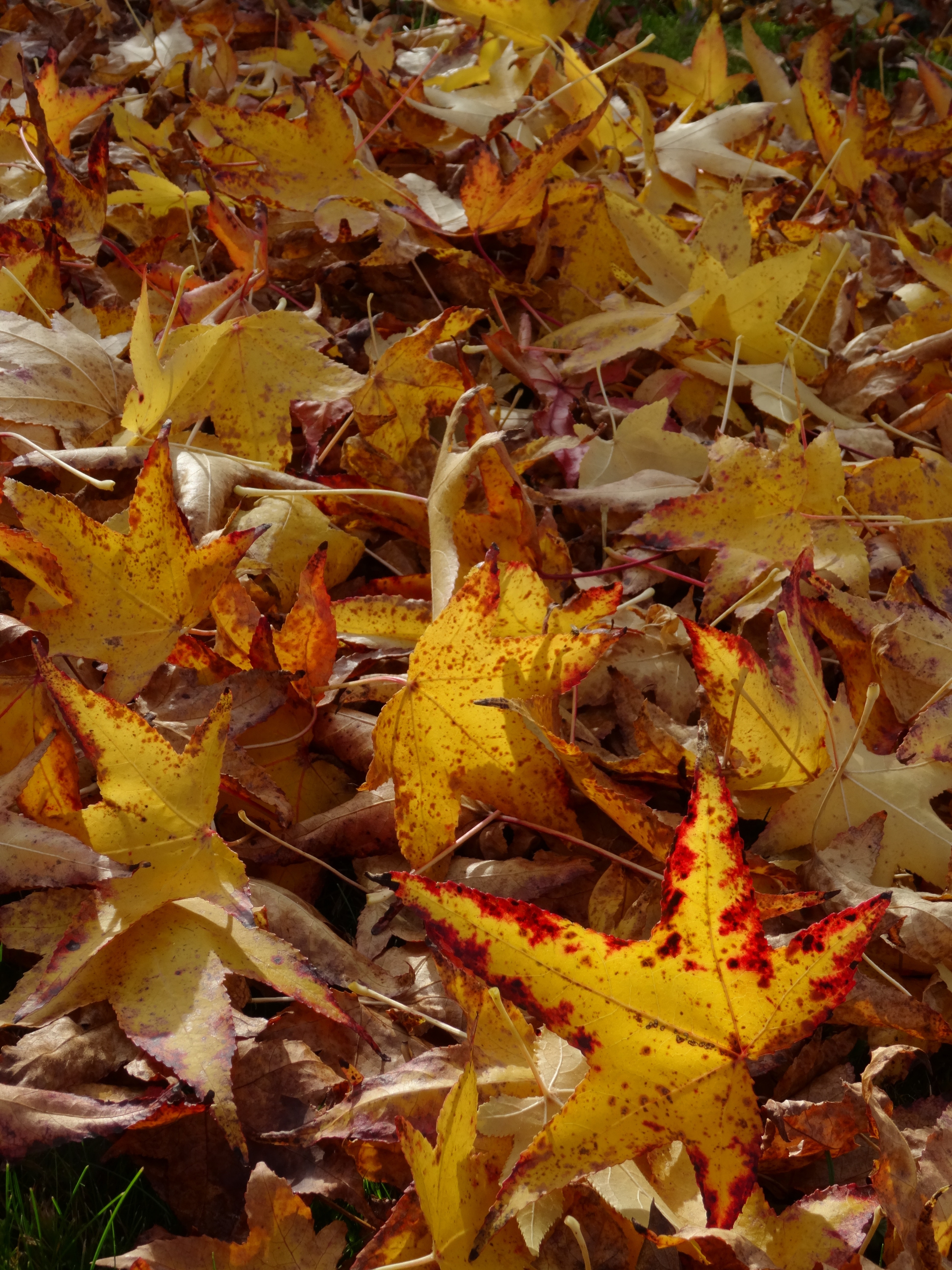 brown maple leaf lot