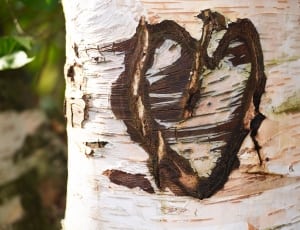 heart carve tree branch thumbnail