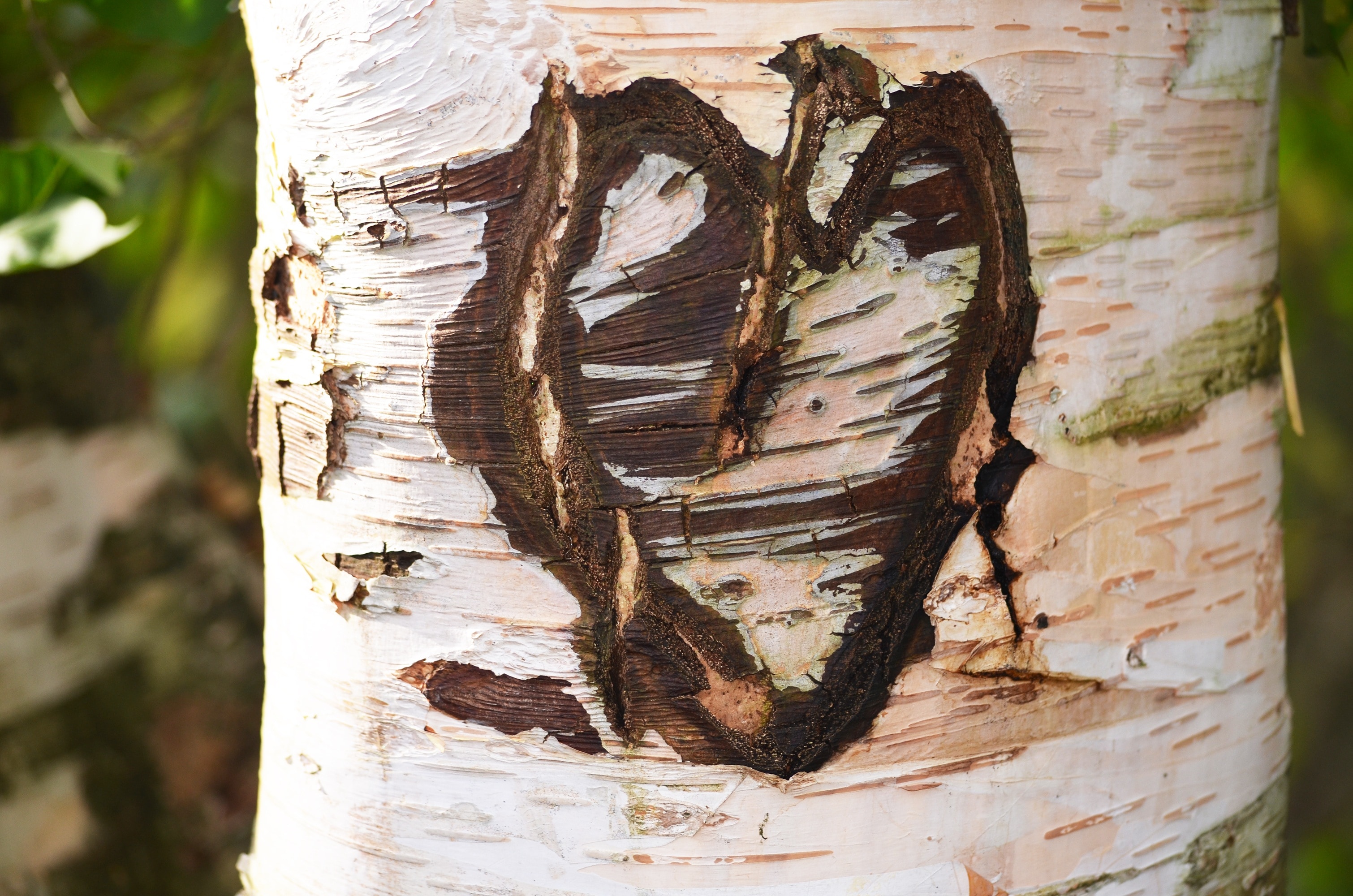 heart carve tree branch
