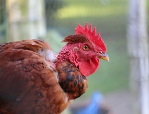 brown rooster thumbnail