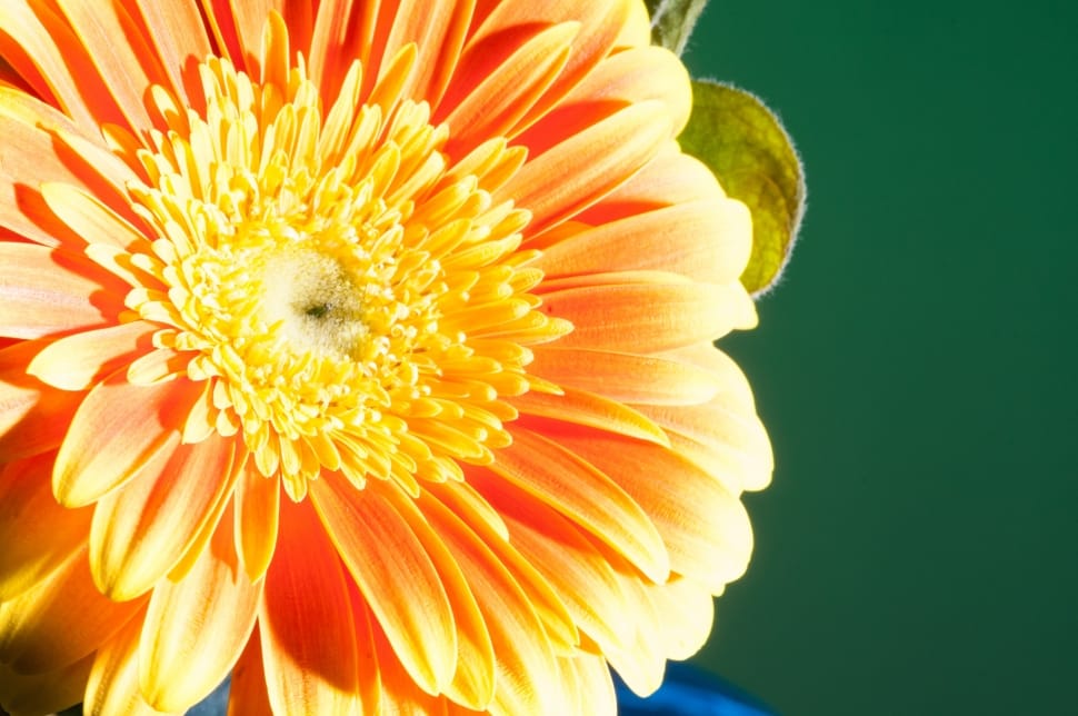 orange and yellow petaled flower preview