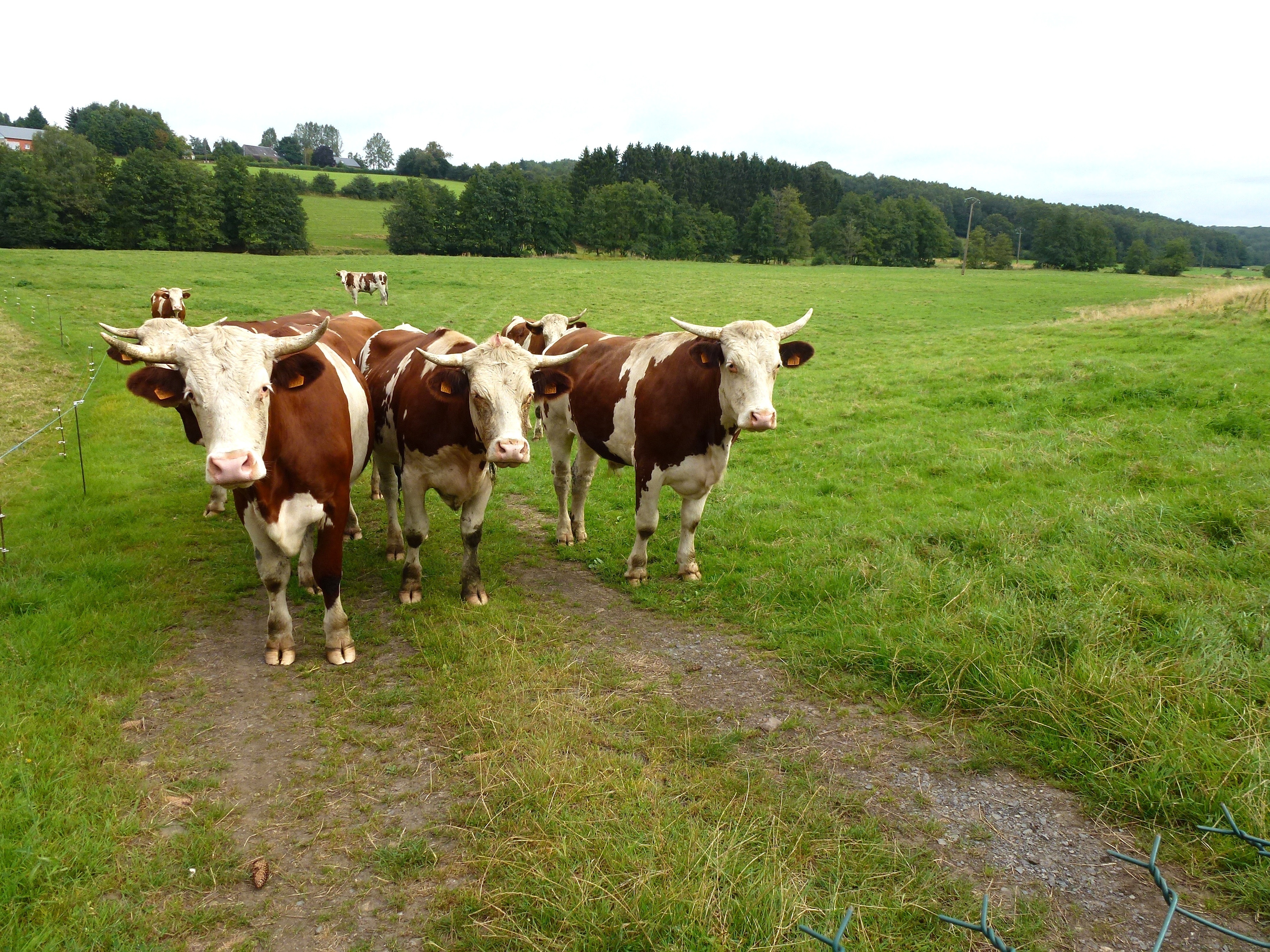 group of cows