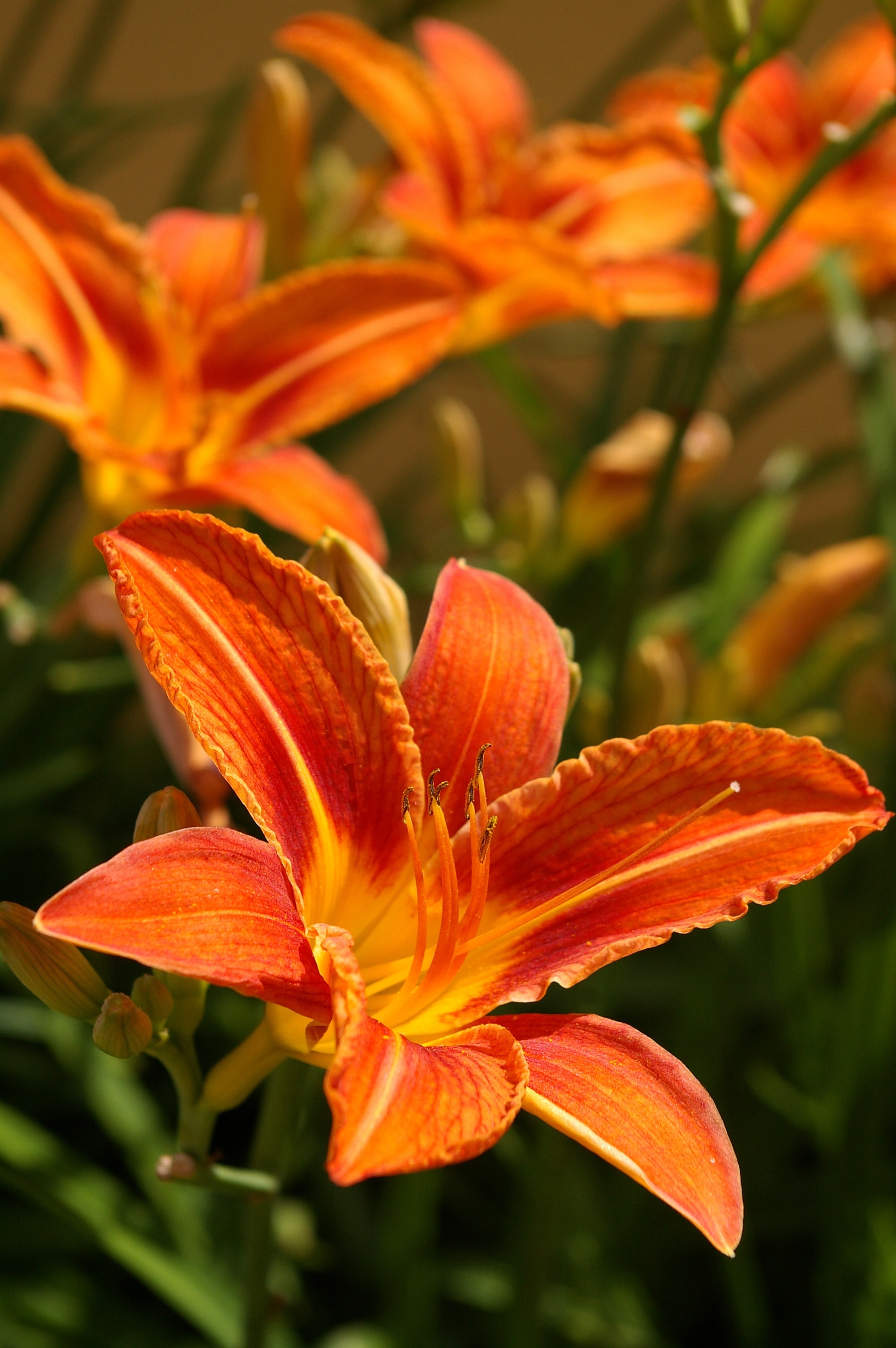 orange daylily