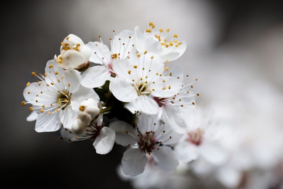 close up photo of white fruit blossom preview