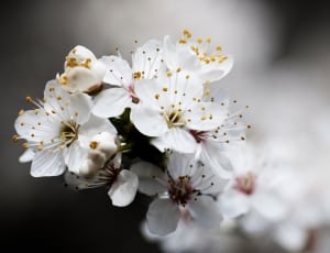 close up photo of white fruit blossom thumbnail