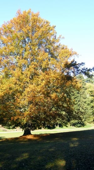 maple tree thumbnail