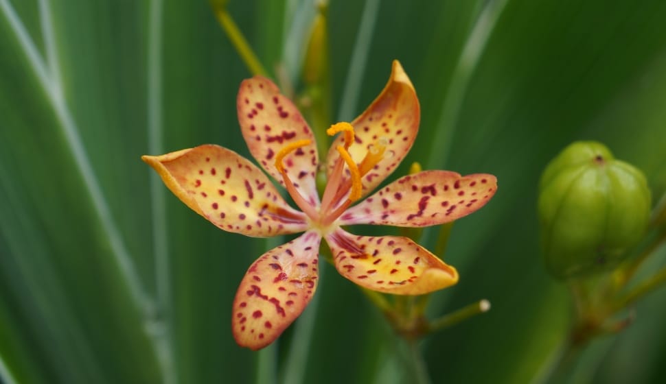 orange stargazer lily preview