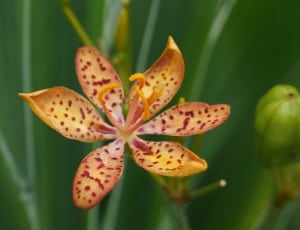orange stargazer lily thumbnail