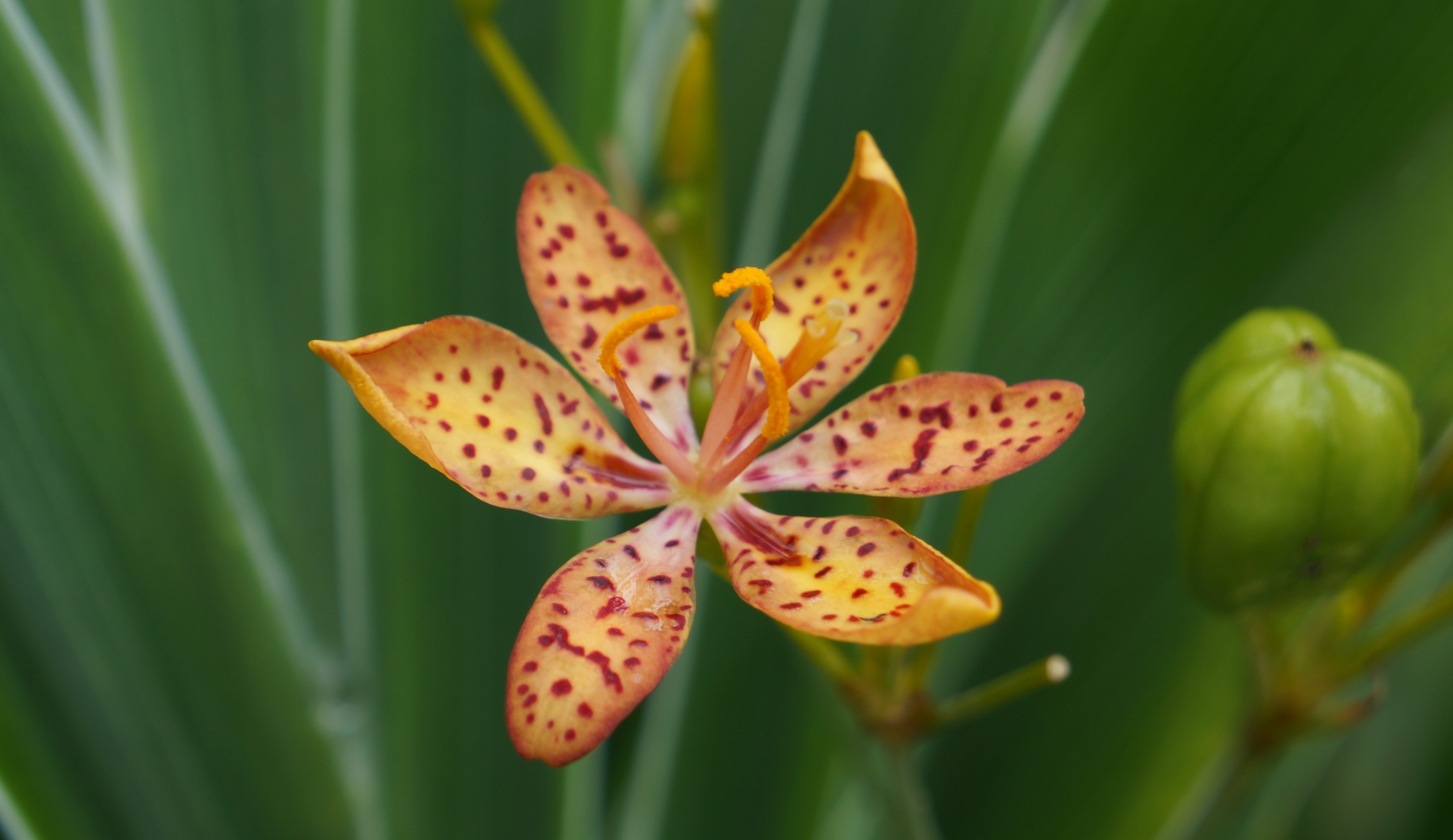 orange stargazer lily
