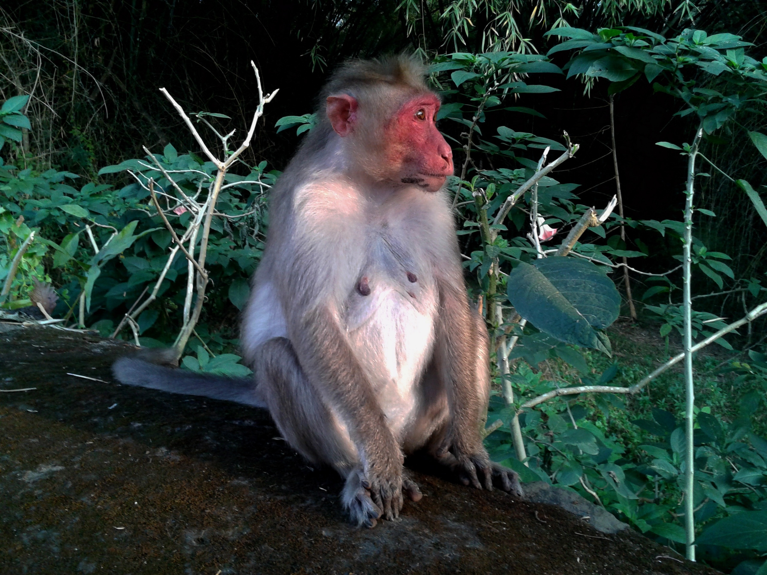 white and brown monkey