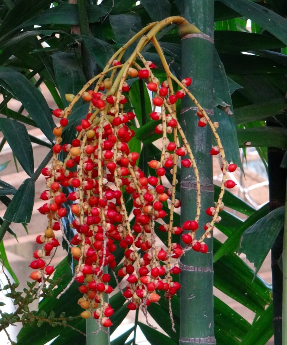 red fruit on a green tree preview