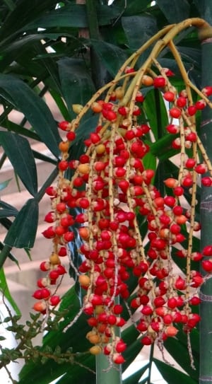 red fruit on a green tree thumbnail