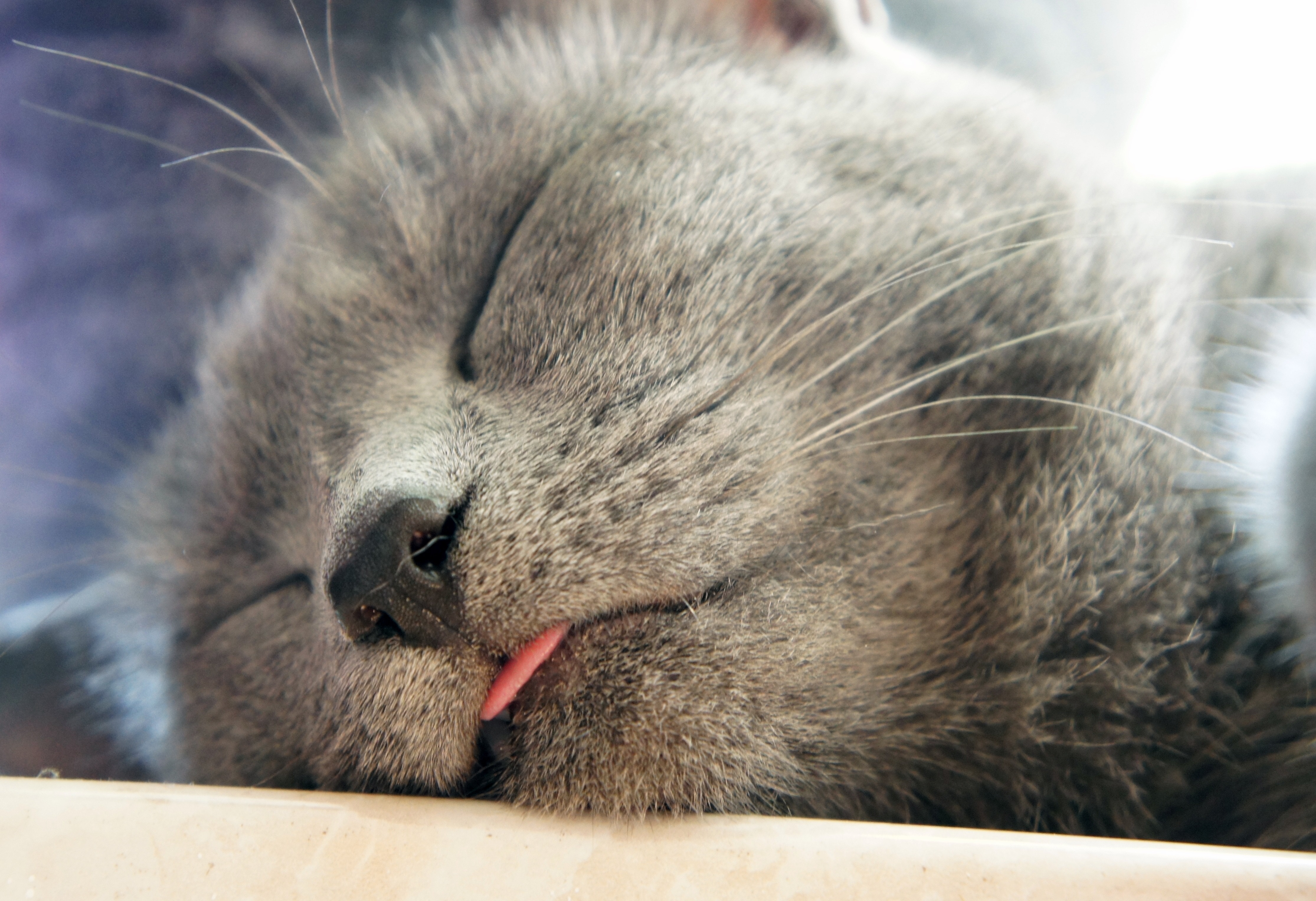 Поспи картинки. Спящий кот. Сонный котик. Спящие кошки.