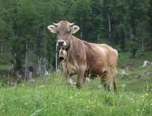 brown land cattle on grass field thumbnail