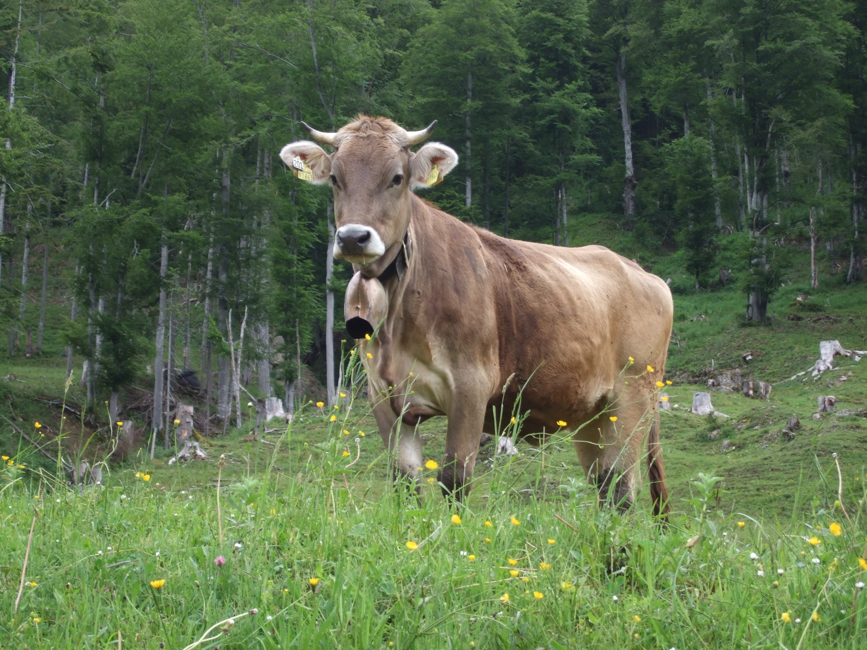 brown land cattle on grass field