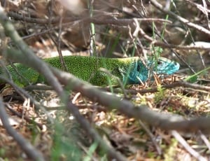 blue iguana thumbnail
