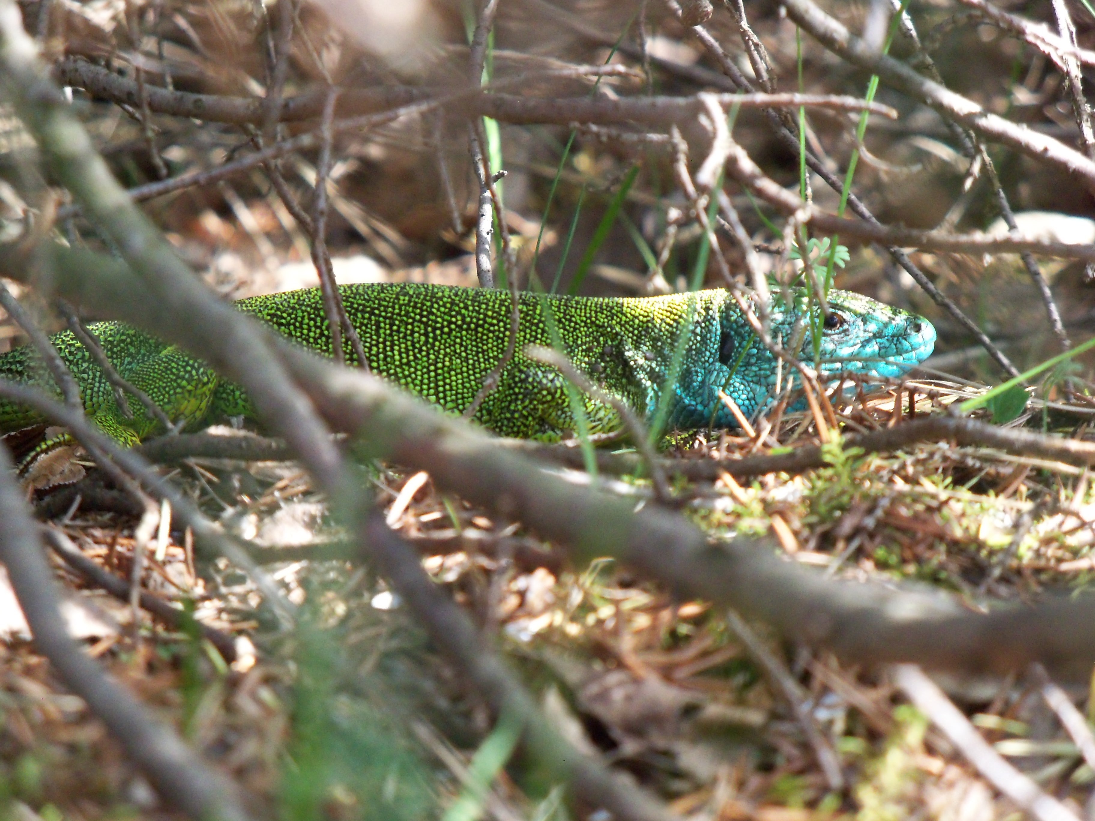 blue iguana