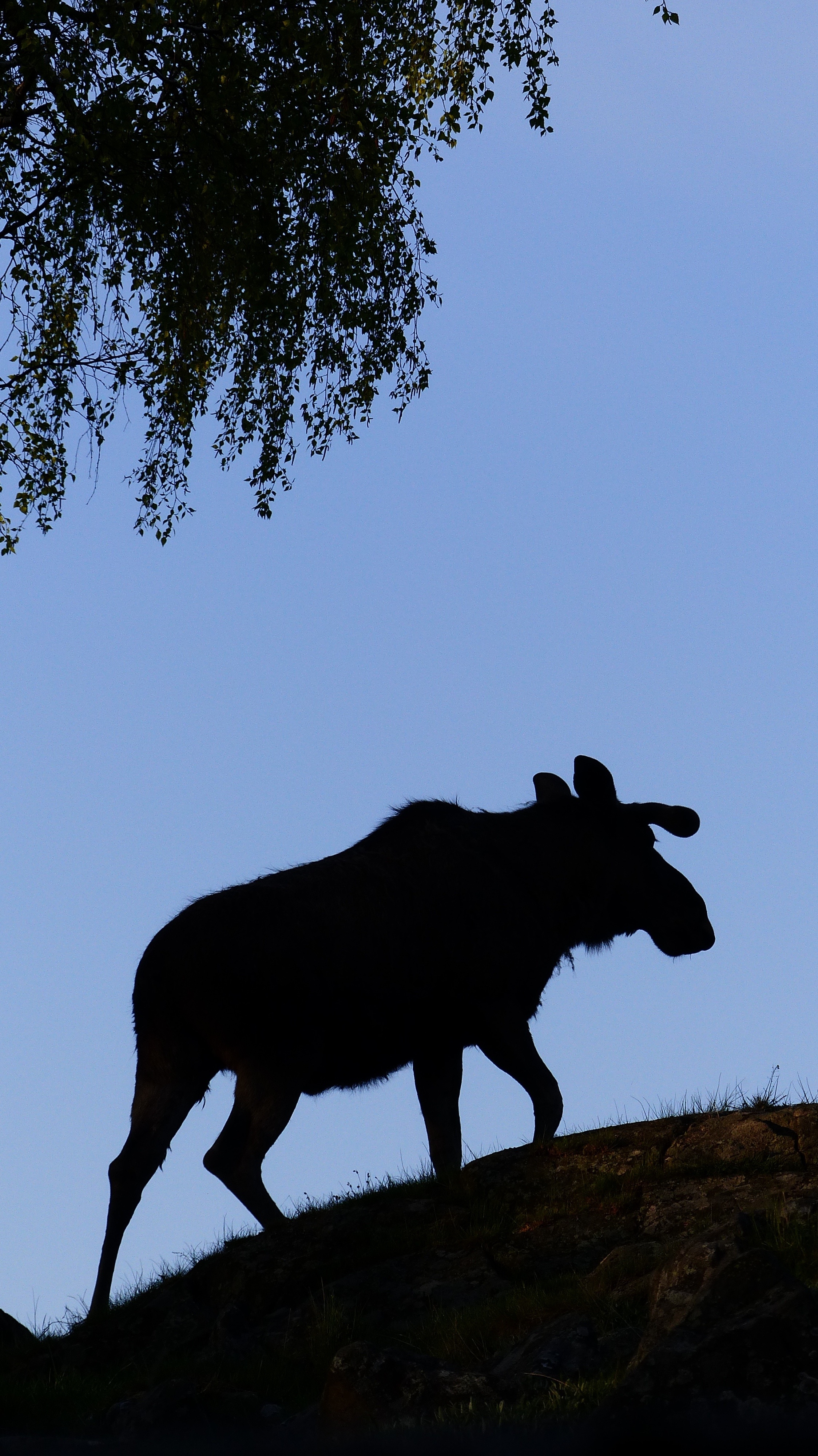 silhouette of moose
