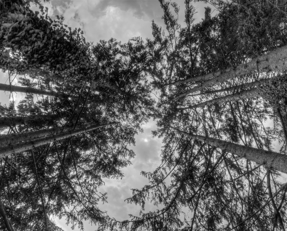 grayscale low angle tall trees preview