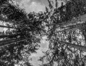 grayscale low angle tall trees thumbnail
