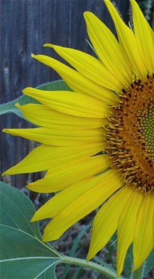 close up photo of sunflower thumbnail
