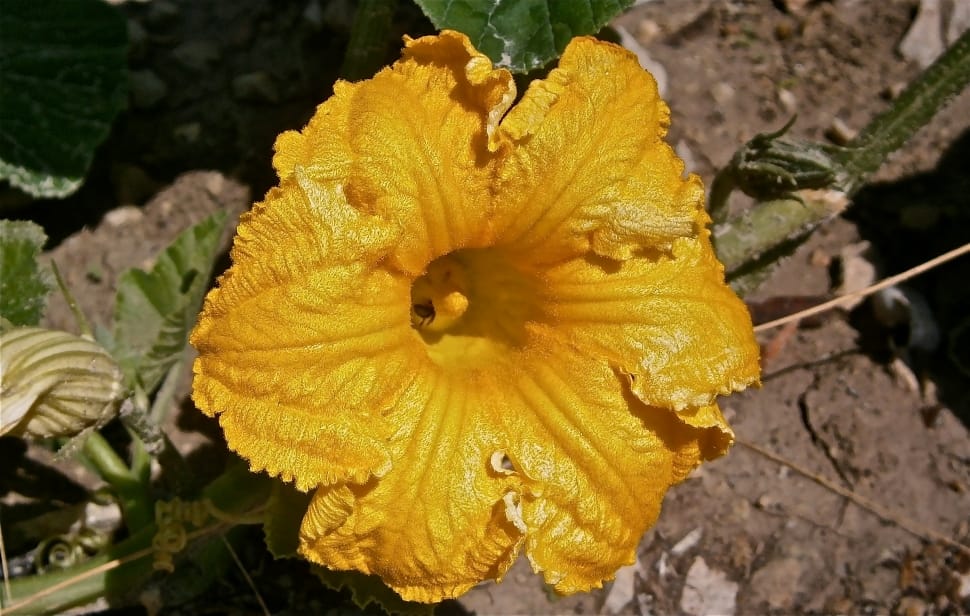 yellow hibiscus flower preview