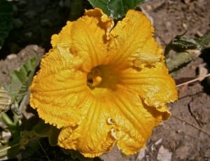 yellow hibiscus flower thumbnail