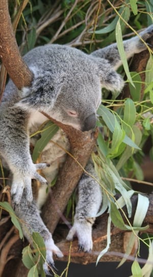 gray koala bear thumbnail