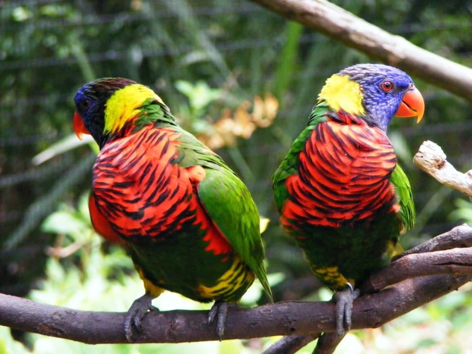 two rainbow birs preview