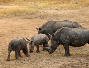 black rhinoceros thumbnail