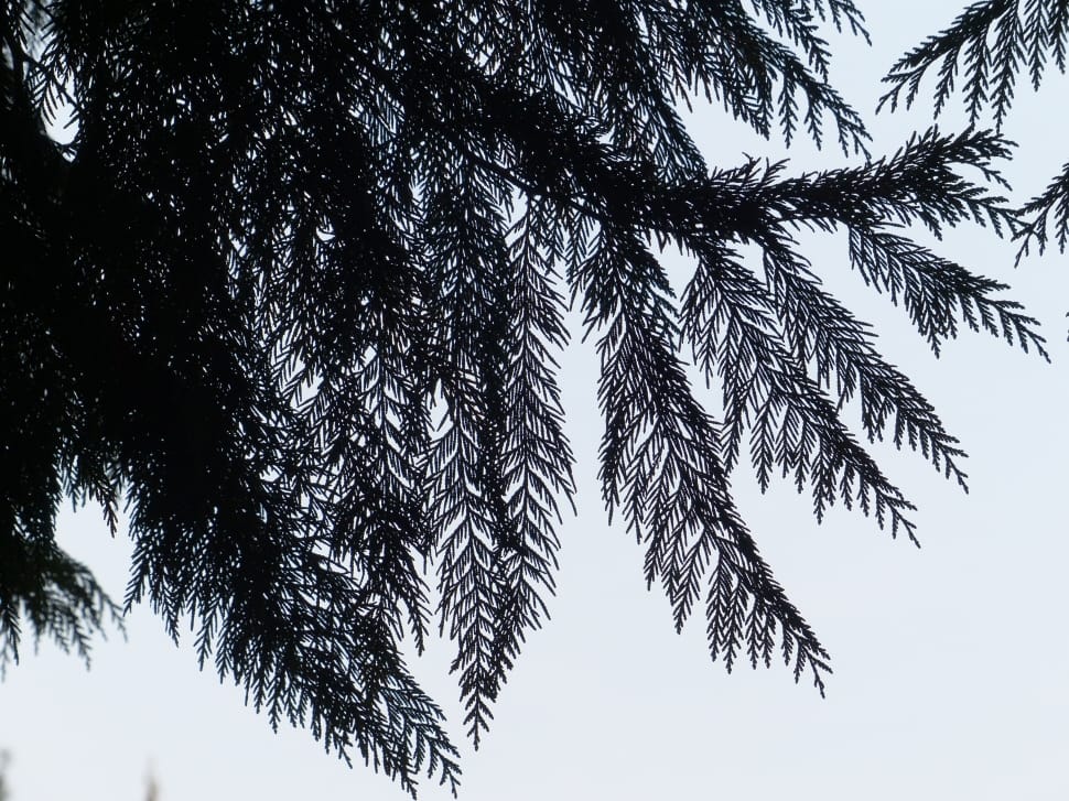 silhouette of tree preview