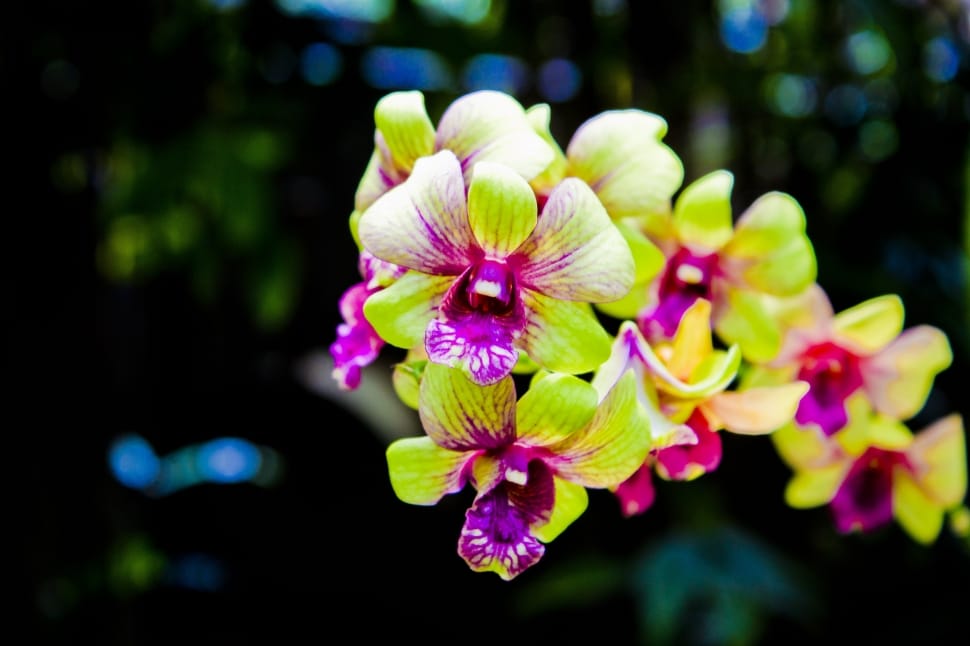 green and purple orchid preview