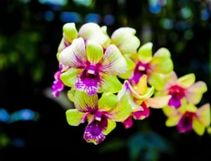 green and purple orchid thumbnail