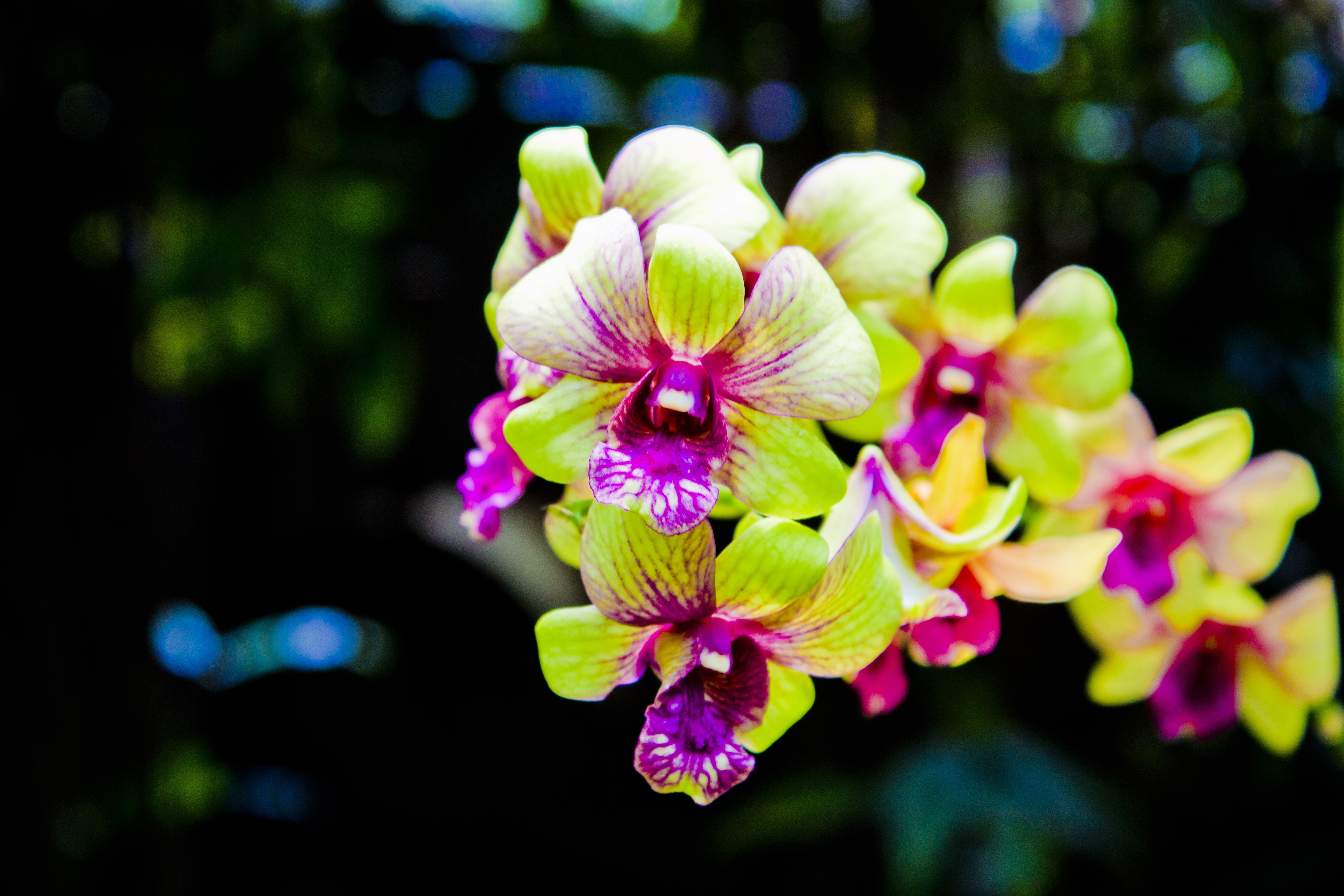 green and purple orchid